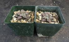 Load image into Gallery viewer, Haworthia 'JM Pink'
