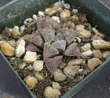 Load image into Gallery viewer, Haworthia 'JM Pink'
