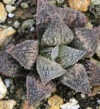Load image into Gallery viewer, Haworthia 'JM Pink'
