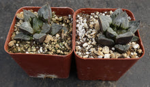 Load image into Gallery viewer, Haworthia 'Kyo No Nyan'
