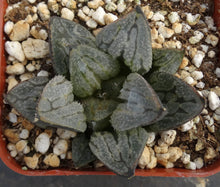Load image into Gallery viewer, Haworthia 'Kyo No Nyan'
