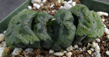 Load image into Gallery viewer, Haworthia truncata 'Lucky Star'
