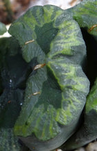 Load image into Gallery viewer, Haworthia truncata 'Lucky Star'
