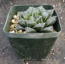 Load image into Gallery viewer, Haworthia x 'Musin' *Korean Hybrid*
