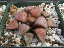Load image into Gallery viewer, Haworthia 'Ruby'
