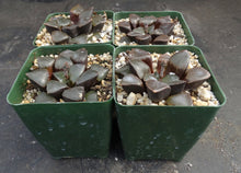 Load image into Gallery viewer, Haworthia 'Sun Moon Lake'
