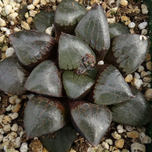 Load image into Gallery viewer, Haworthia 'Sun Moon Lake'
