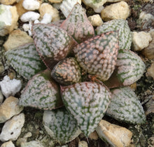 Load image into Gallery viewer, Haworthia 'Silver Amber'
