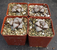 Load image into Gallery viewer, Haworthia 'Taj Mahal'
