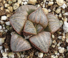 Load image into Gallery viewer, Haworthia 'Taj Mahal'
