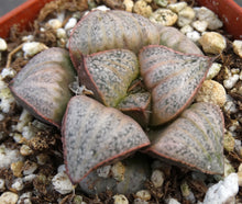 Load image into Gallery viewer, Haworthia 'Taj Mahal'

