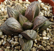 Load image into Gallery viewer, Haworthia 'White Snake'
