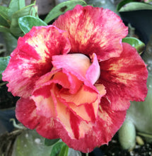 Load image into Gallery viewer, Adenium &#39;Happy Gold&#39; *Big Plants!* Grafted Hybrid
