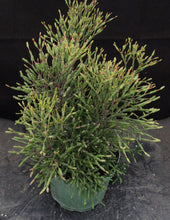 Load image into Gallery viewer, Hatiora salicornioides *Big Plant*
