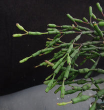 Load image into Gallery viewer, Hatiora salicornioides *Big Plant*
