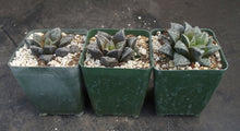 Load image into Gallery viewer, Haworthia cv. 'Atrox' Korean Hybrid
