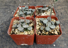 Load image into Gallery viewer, Haworthia maughanii 'Amaterasu'
