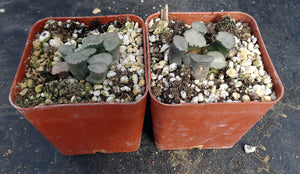 Haworthia maughanii 'Amaterasu'