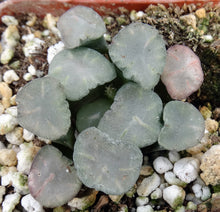 Load image into Gallery viewer, Haworthia maughanii &#39;Amaterasu&#39;
