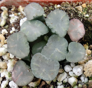 Haworthia maughanii 'Amaterasu'