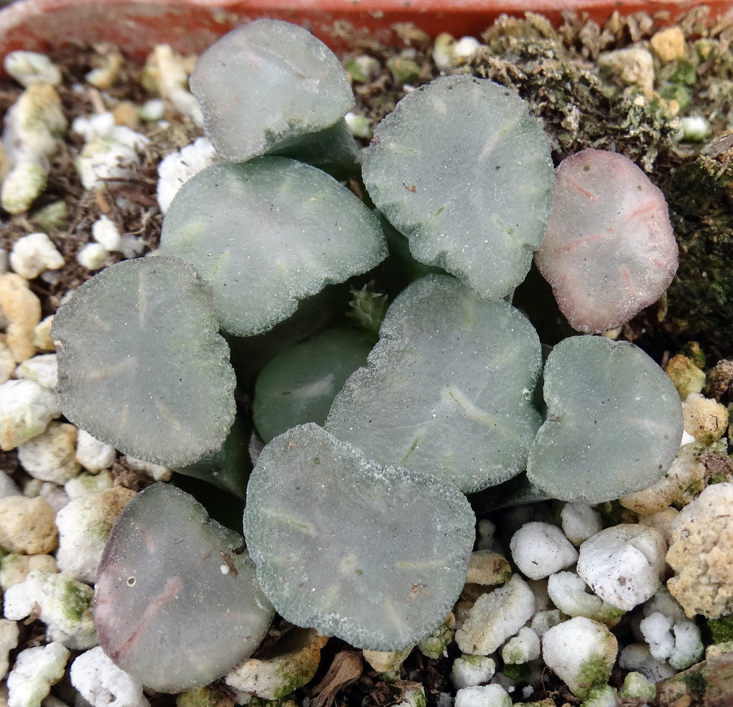 Haworthia maughanii 'Amaterasu'
