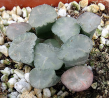 Load image into Gallery viewer, Haworthia maughanii &#39;Amaterasu&#39;
