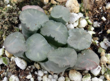 Load image into Gallery viewer, Haworthia maughanii &#39;Amaterasu&#39;
