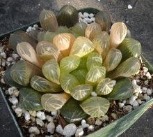 Load image into Gallery viewer, Haworthia 'Amber'
