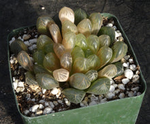 Load image into Gallery viewer, Haworthia 'Amber'
