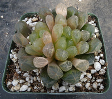 Load image into Gallery viewer, Haworthia 'Amber'
