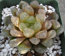 Load image into Gallery viewer, Haworthia 'Amber'
