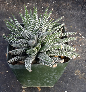 Haworthia attenuata 'Cape Town'