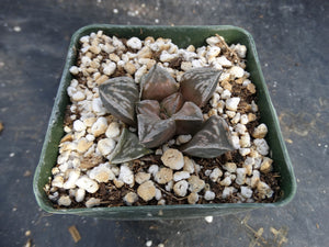 Haworthia 'Dojaku-Dai'