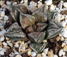 Load image into Gallery viewer, Haworthia &#39;Dojaku-Dai&#39;
