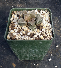 Load image into Gallery viewer, Haworthia &#39;Dojaku-Dai&#39;
