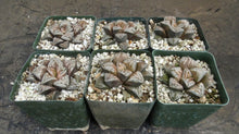 Load image into Gallery viewer, Haworthia 'Dojaku-Dai'
