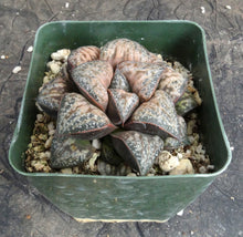 Load image into Gallery viewer, Haworthia 'Hau Kui'
