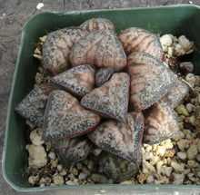 Load image into Gallery viewer, Haworthia 'Hau Kui'
