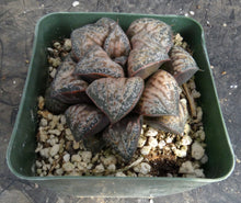Load image into Gallery viewer, Haworthia 'Hau Kui'
