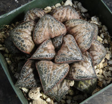 Load image into Gallery viewer, Haworthia 'Hau Kui'
