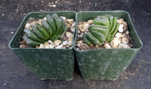 Load image into Gallery viewer, Haworthia truncata &#39;Lime Green&#39; *Clumping Plant*
