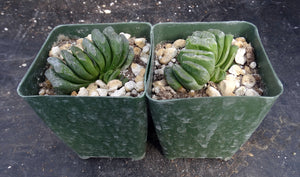 Haworthia truncata 'Lime Green' *Clumping Plant*