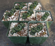 Load image into Gallery viewer, Haworthia truncata 'Lucky Star'
