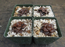 Load image into Gallery viewer, Haworthia 'Sun Moon Lake'
