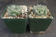 Load image into Gallery viewer, Haworthia cooperi v. pilifera 'Silver Swirl' Variegated
