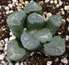 Load image into Gallery viewer, Haworthia maughanii 'Snow Country'
