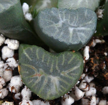 Load image into Gallery viewer, Haworthia maughanii 'Snow Country'
