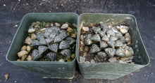 Load image into Gallery viewer, Haworthia &#39;Snow Scene&#39;
