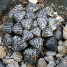 Load image into Gallery viewer, Haworthia &#39;Snow Scene&#39;
