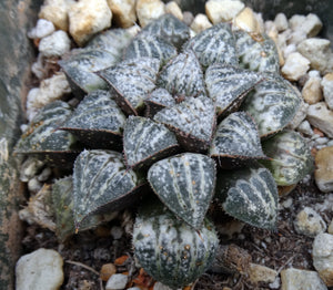 Haworthia 'Snow Scene'